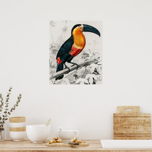 Toucan Ramphastos Illustratie Art Print (Keuken)