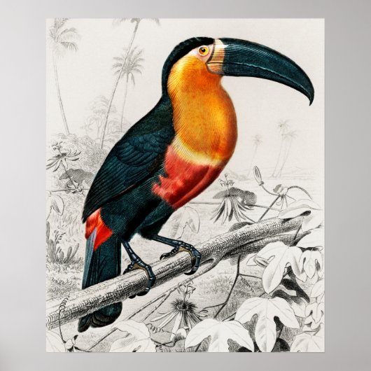 Toucan Ramphastos Illustratie Art Print (Voorkant)