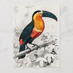 Toucan Ramphastos Illustratie Art Print Briefkaart