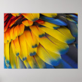 Toucan Rescue Ranch - Scarlet Macaw Poster (Devant)