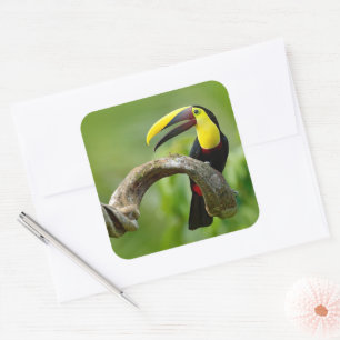Toucan zittend op de tak in het bos vierkante sticker