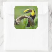 Toucan zittend op de tak in het bos vierkante sticker (Tas)