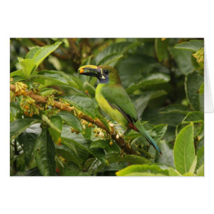 Toucanet vert