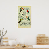 Toucans -  afdrukken poster (Keuken)