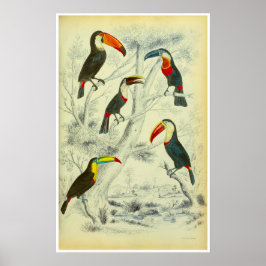 Toucans - afdrukken poster