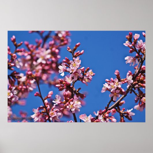 Touch Blue Japans Cherry Blossom Poster (Voorkant)