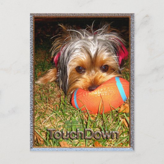 TouchDown Yorkie Briefkaart (Voorkant)