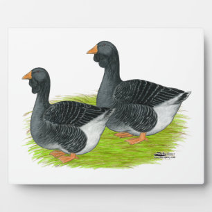 Toulouse Dewlap Geese Fotoplaat