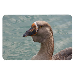 Toulouse Goose Magneet