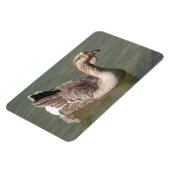 Toulouse Goose Magneet (Linkerzijde)