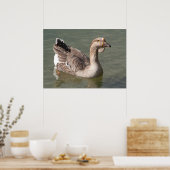 Toulouse Goose Poster (Keuken)
