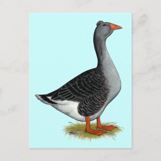Toulouse Goose Tufted Briefkaart (Voorkant)