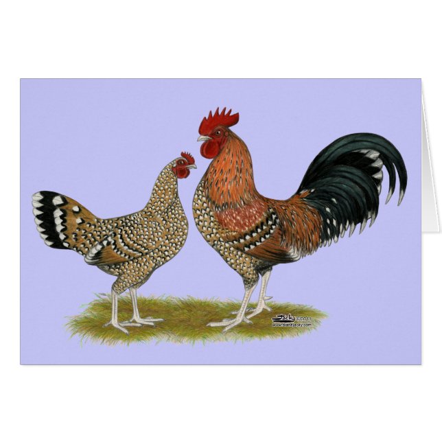 Tournaisis Bantams (Devant Horizontal)