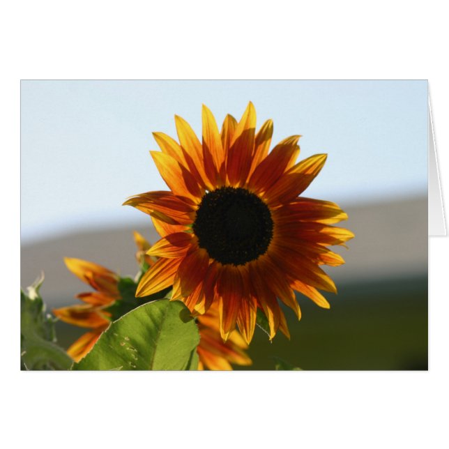 tournesol (Devant horizontal)