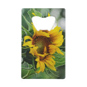 Tournesol (Dos)