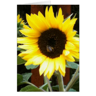 Tournesol