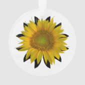Tournesol (dos)