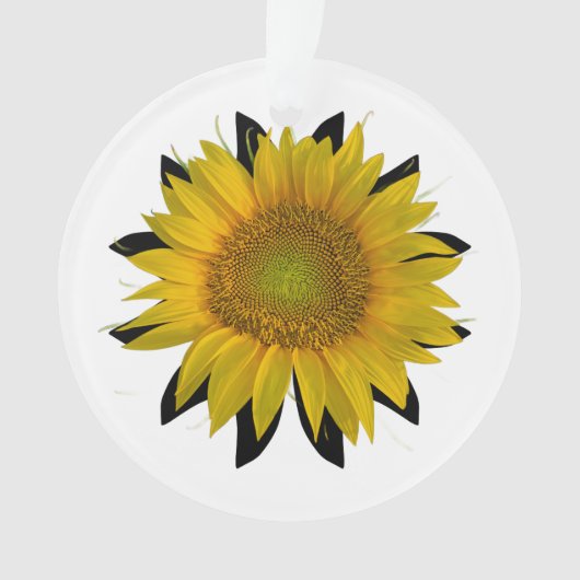 Tournesol (devant)
