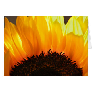 Tournesol