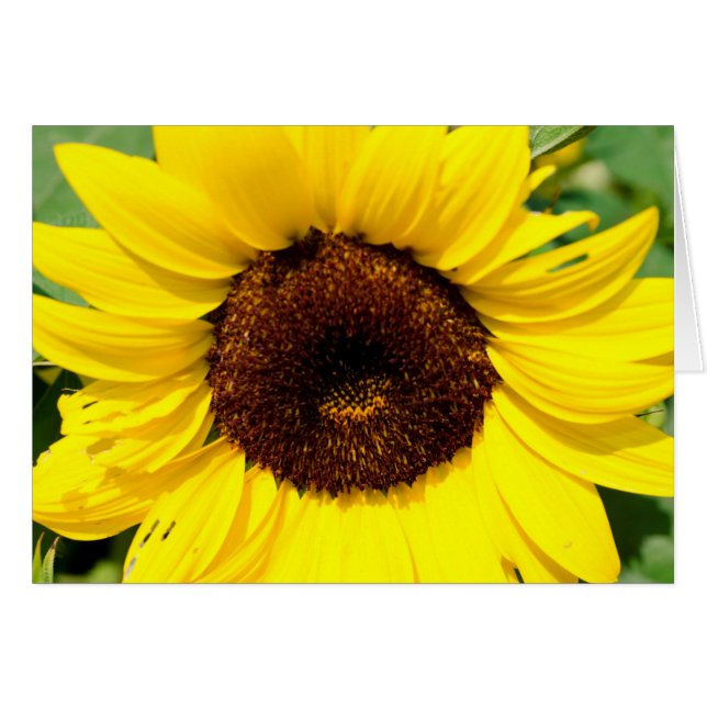 Tournesol (Devant horizontal)