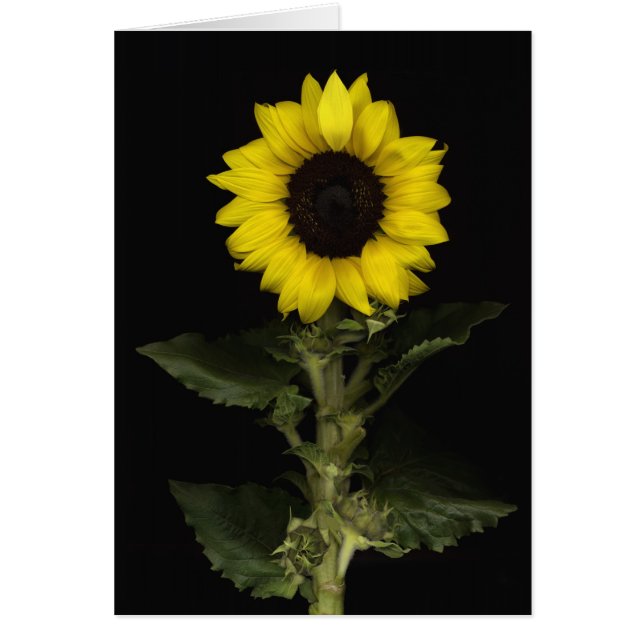 Tournesol 11 (Devant)