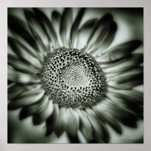 Tournesol 1 Poster Carré Imprimer
