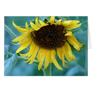 Tournesol 2
