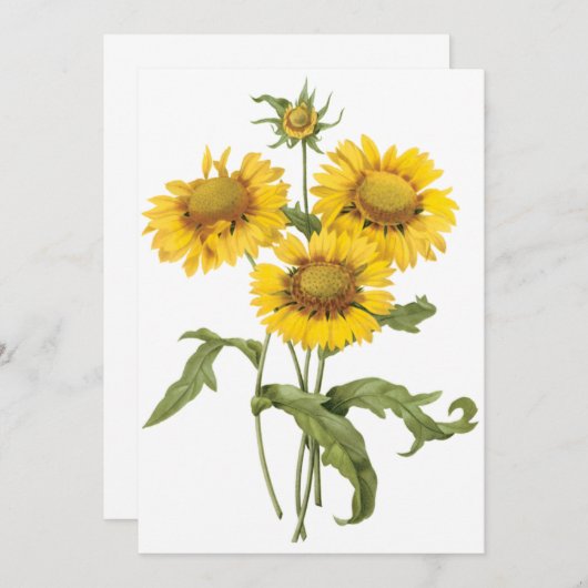 Tournesol à fleurs blanches par Redoute Invitation (Devant / Derrière)