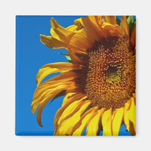 Tournesol - Aimant