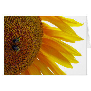 Tournesol aux bourdons