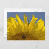 Tournesol avec carte postale (Devant / Derrière)