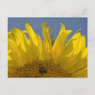 Tournesol avec carte postale