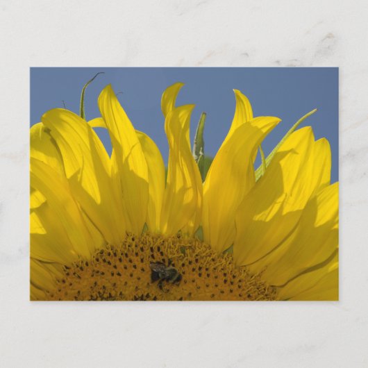 Tournesol avec carte postale (Devant)