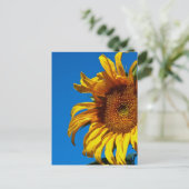 Tournesol - Carte postale (Debout devant)