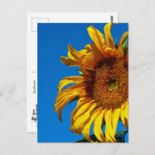 Tournesol - Carte postale (Devant / Derrière)