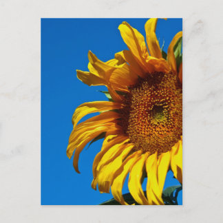 Tournesol - Carte postale