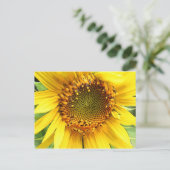 Tournesol, carte postale (Debout devant)
