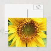 Tournesol, carte postale (Devant / Derrière)