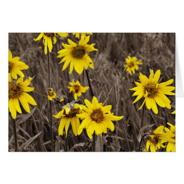 Tournesol dans la Montagne Rocheuse (Devant horizontal)