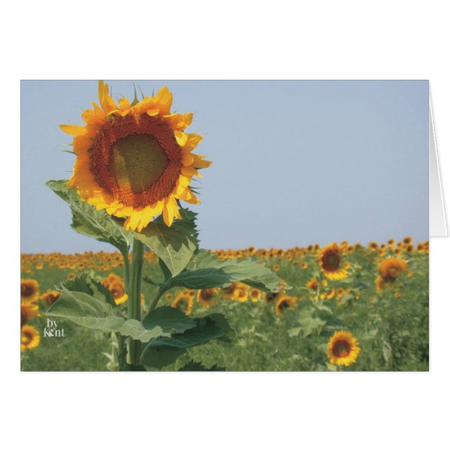 tournesol dans le champ de tournesols (Devant Horizontal)