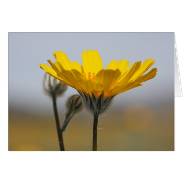 Tournesol de dune de désert (Devant horizontal)