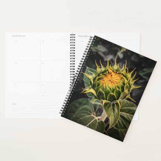 Tournesol en fleurs (Devant avec enveloppe)