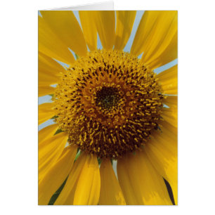 Tournesol ensoleillé - fin jaune géante de centr