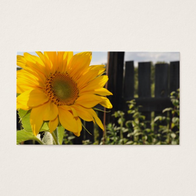 Tournesol et clôture (Devant)