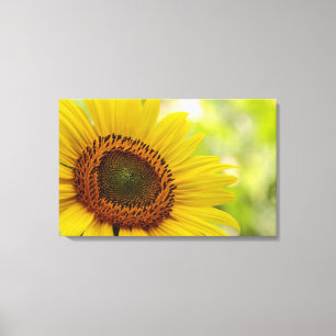 Tournesol face au soleil Toile enveloppée