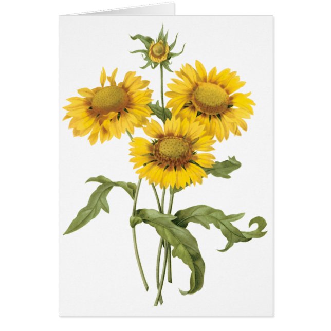 Tournesol floral vintage de Redoute (Devant)