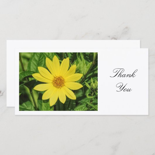 Tournesol Helianthus 'Lemon Queen' - Merci (Devant / Derrière)