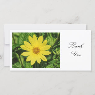 Tournesol Helianthus 'Lemon Queen' - Merci