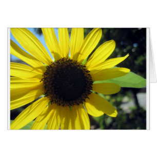 Tournesol jaune