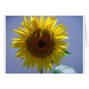 Tournesol jaune